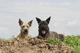 BOUVIER DES ARDENNES 361
